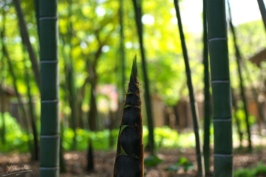 f0344614_1223252.jpg