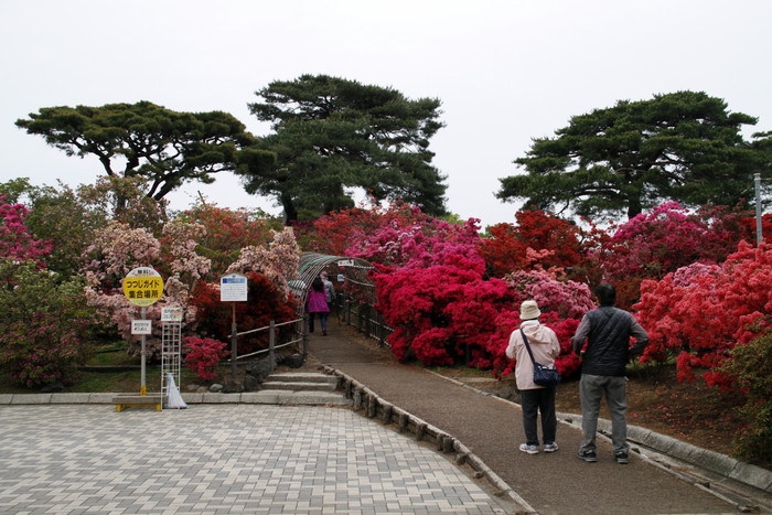 2016、館林のつつじが岡公園のツツジ満開でした。_f0239515_1914441.jpg