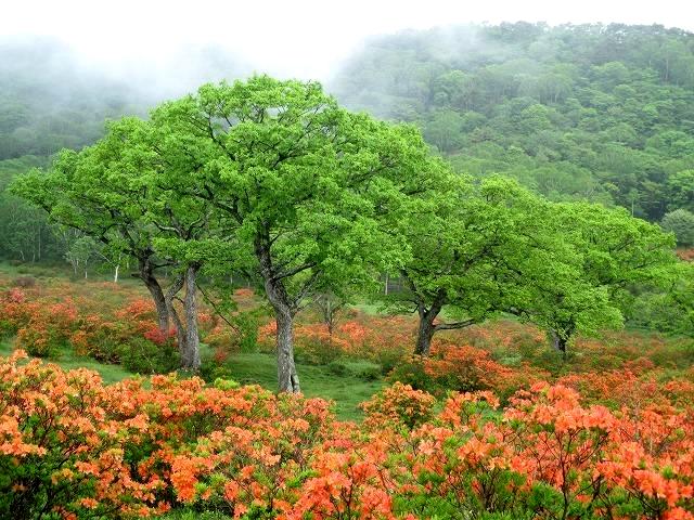 前橋市 赤城山 霧の覚満淵とツツジ満開の白樺牧場 Mount Akagi In Maebashi Gunma やっぱり自然が好き