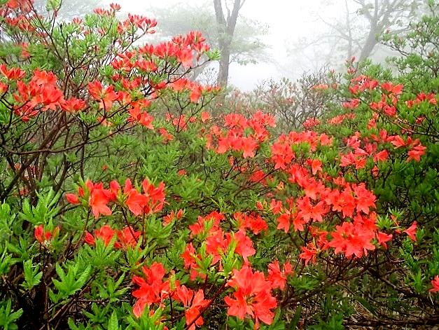 前橋市　赤城山　霧の覚満淵とツツジ満開の白樺牧場　　　　　Mount Akagi in Maebashi, Gunma_f0308721_1542167.jpg