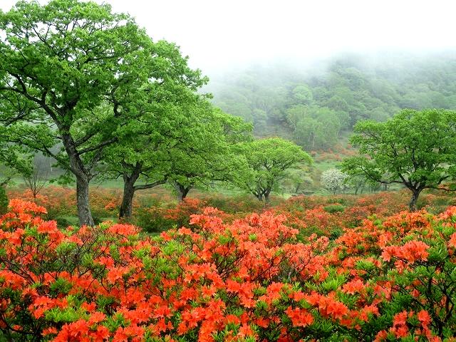 前橋市　赤城山　霧の覚満淵とツツジ満開の白樺牧場　　　　　Mount Akagi in Maebashi, Gunma_f0308721_1654790.jpg