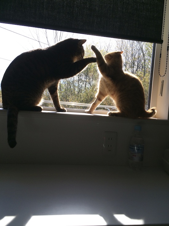 仔猫のこと②_a0006822_2310227.jpg