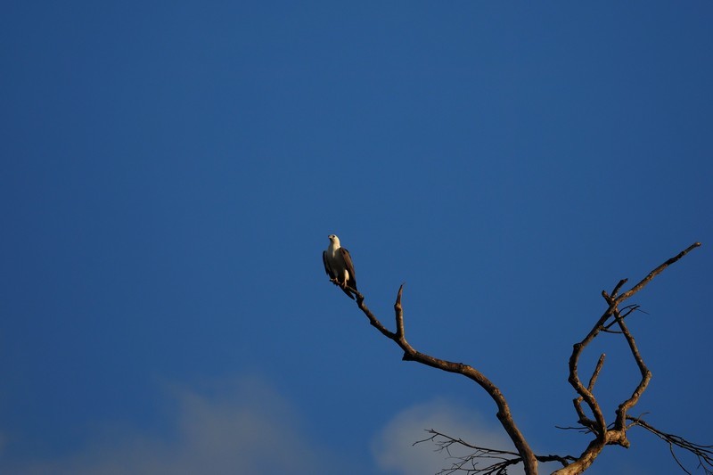 （９）シロハラウミワシ / White-bellied Fish-Eagle_c0369423_21354723.jpg