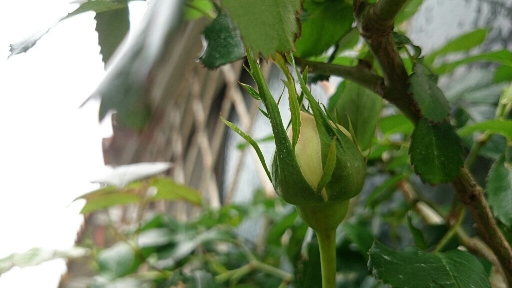 e0263224_14044232.jpg