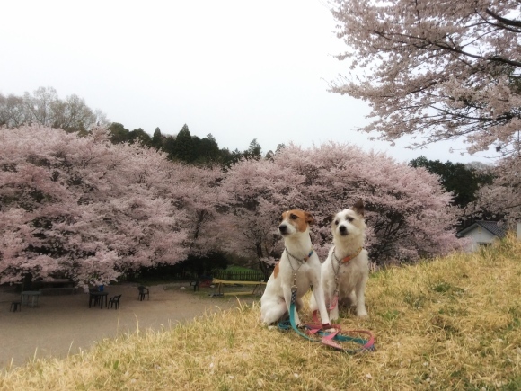 b0188228_23223042.jpeg