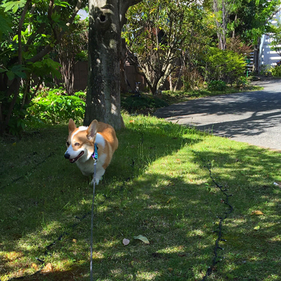 であいふれあい ジロさんぽ 3_f0035333_1631368.jpg