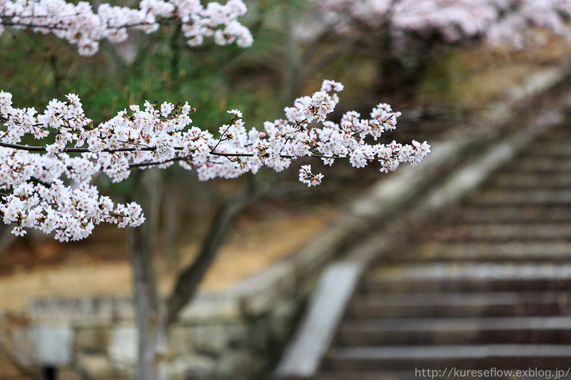 真如堂と金戒光明寺の桜_b0325840_20282276.jpg