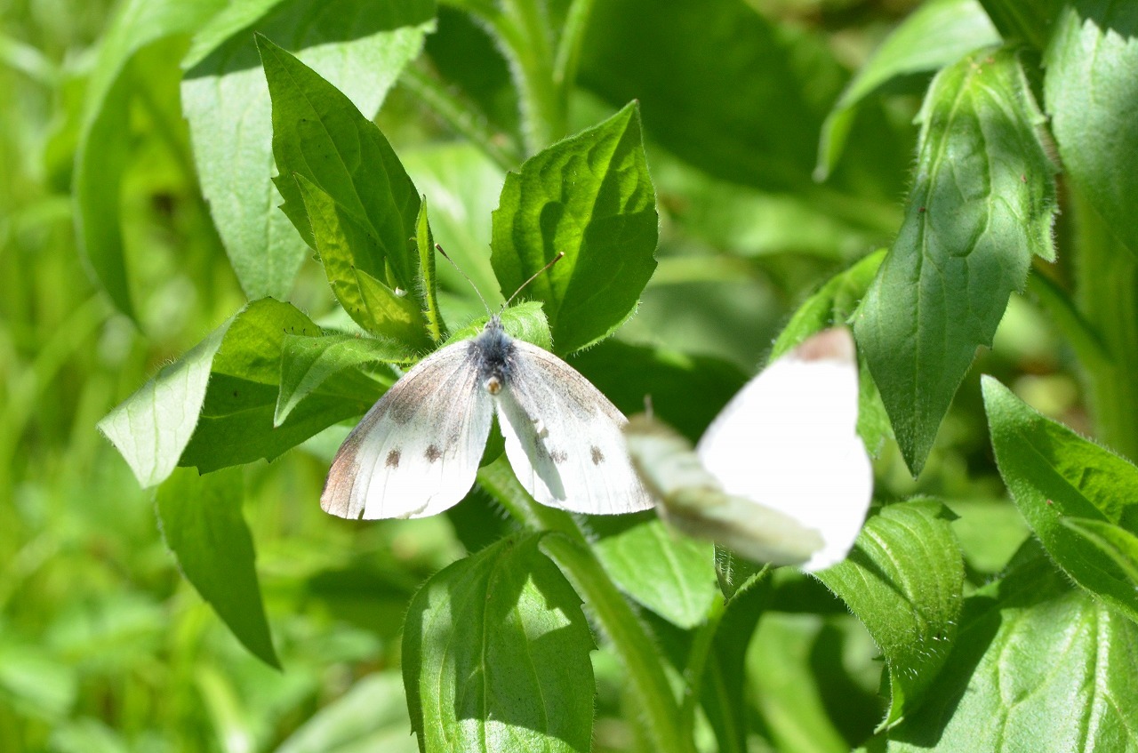 モンシロチョウ 春型 の交尾拒否 堺のチョウ