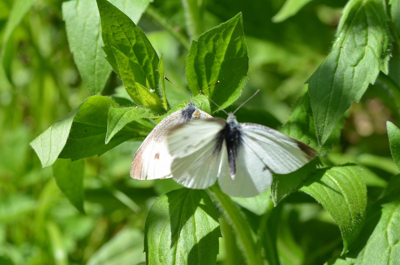 モンシロチョウ 春型 の交尾拒否 堺のチョウ