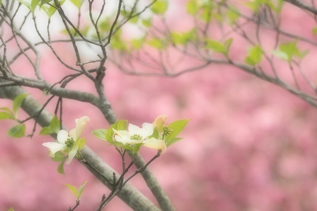 ももいろ＊花ミズキ_f0158043_22224386.jpg