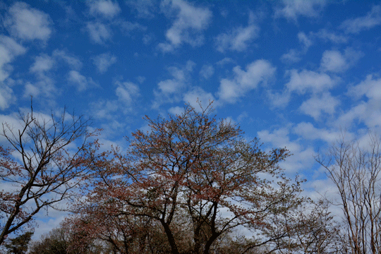 c0093046_9234345.gif