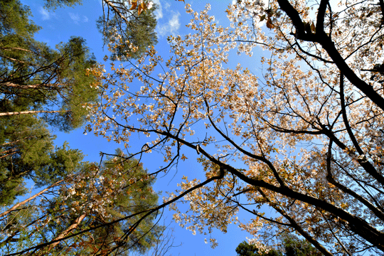 c0093046_9241152.gif