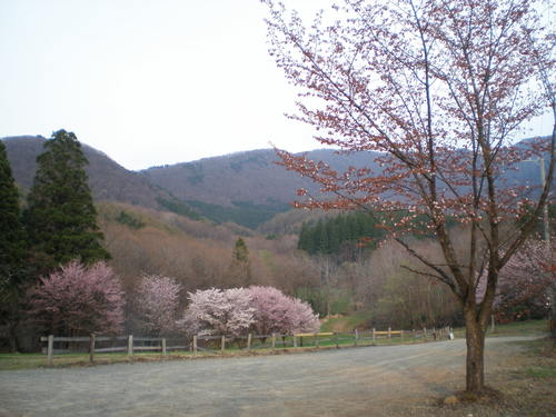 開花情報３_b0365347_23201319.jpg