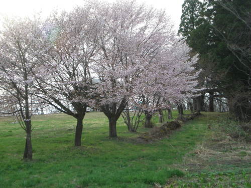 開花情報4_b0365347_2322384.jpg