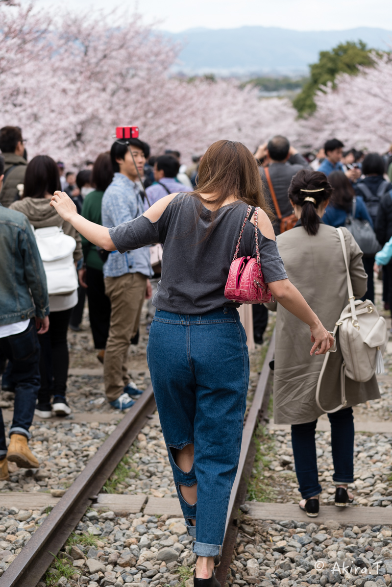 京都の桜 2016　〜蹴上インクライン〜_f0152550_1443364.jpg