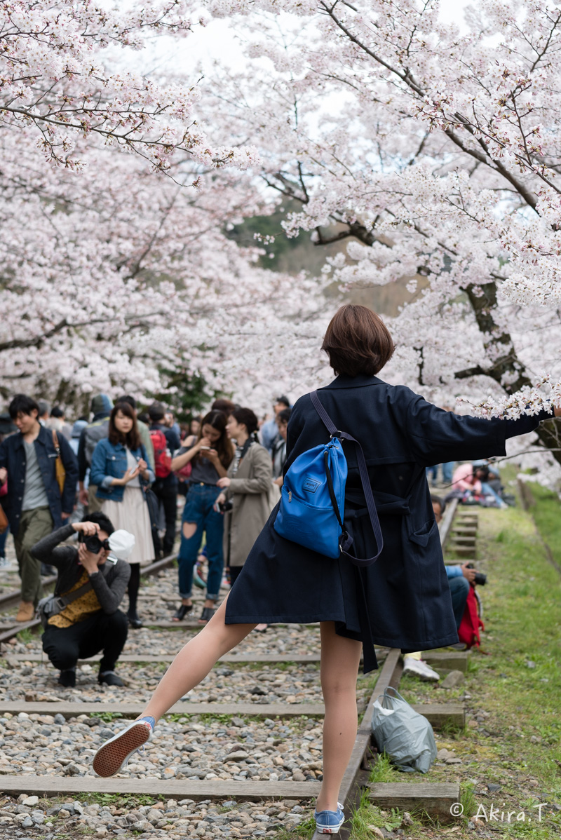 京都の桜 2016　〜蹴上インクライン〜_f0152550_146987.jpg