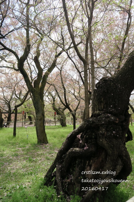 雨の高遠 2    絵島囲み屋敷と城址公園_e0348754_11590068.jpg