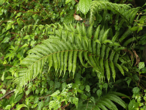 イブキシダ Thelyopteris esquirolii var. glabrata _f0165160_10414424.gif