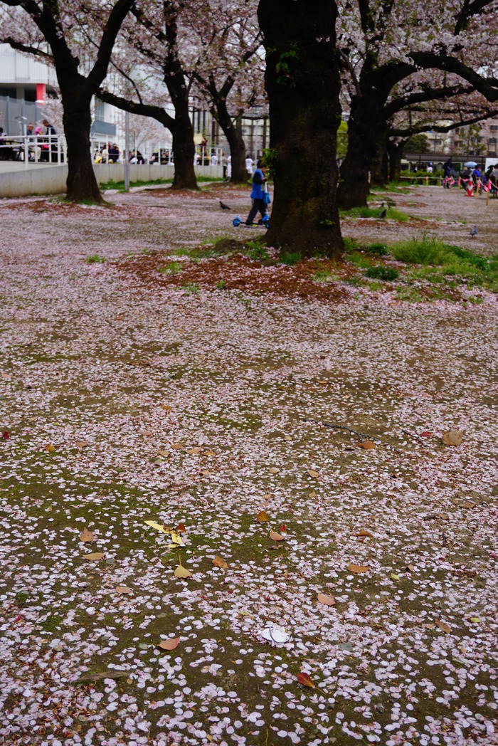 散り行く桜も～よし♪錦糸町公園_d0152261_21354839.jpg