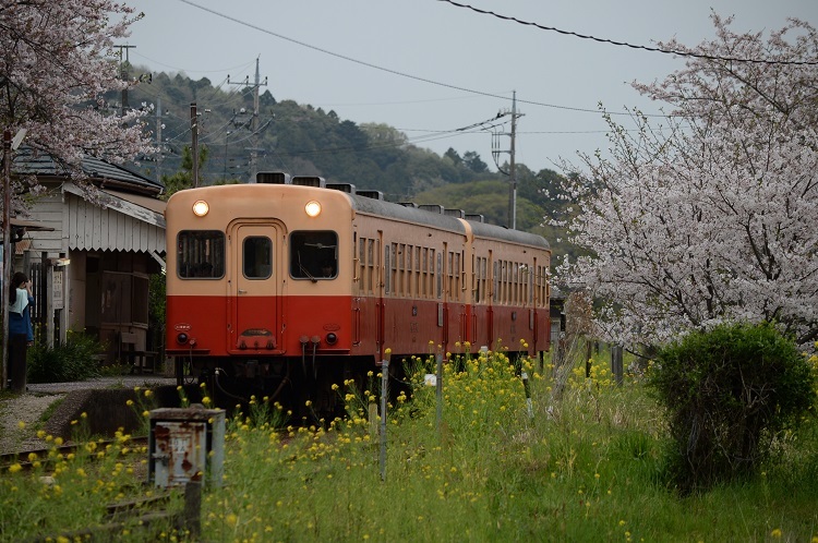 桜　～小湊鐵道～_e0257461_22575859.jpg