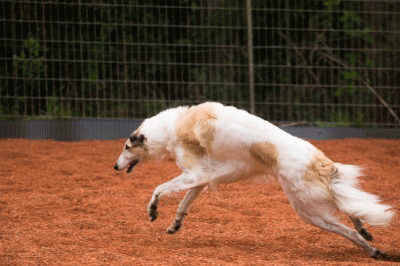c0260264_15404960.gif