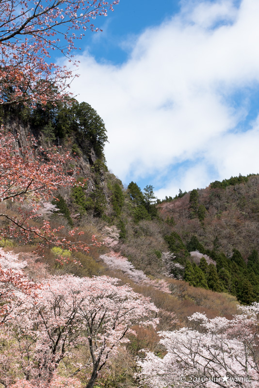 桜風景2016：14：飛びさる雲_a0142976_13242528.jpg