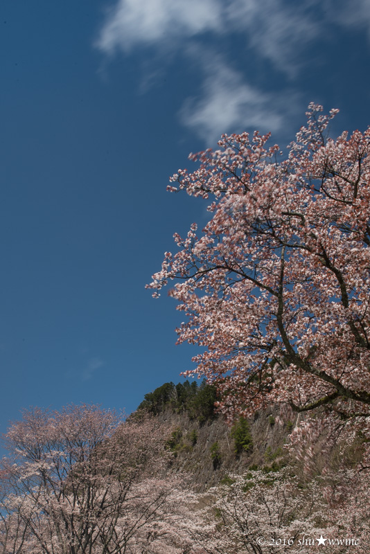 桜風景2016：14：飛びさる雲_a0142976_13243642.jpg