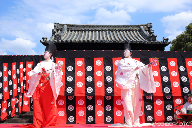 はねず踊り16 Senbei Photo はねず踊り16 Senbei Photo
