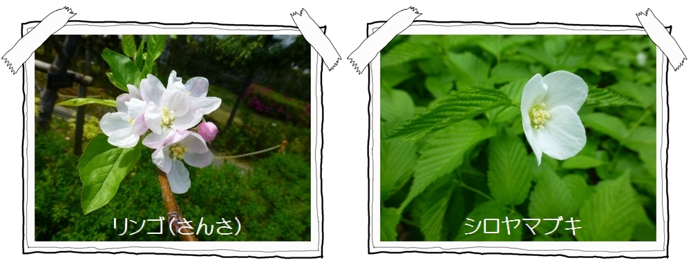 花びらの白い色は ケ セラ セラ