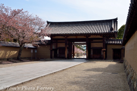 奈良大和路「春の斑鳩の里」～法隆寺東院伽藍(夢殿)  - Tomの一人旅～気のむくまま、足のむくまま～