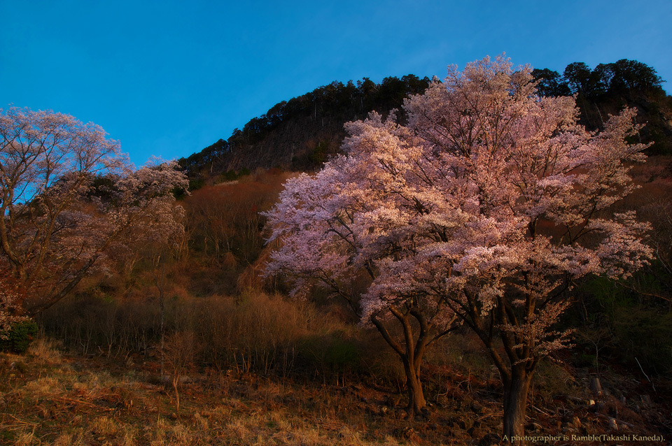 桜フォト（屏風岩編）_c0193694_16192065.jpg