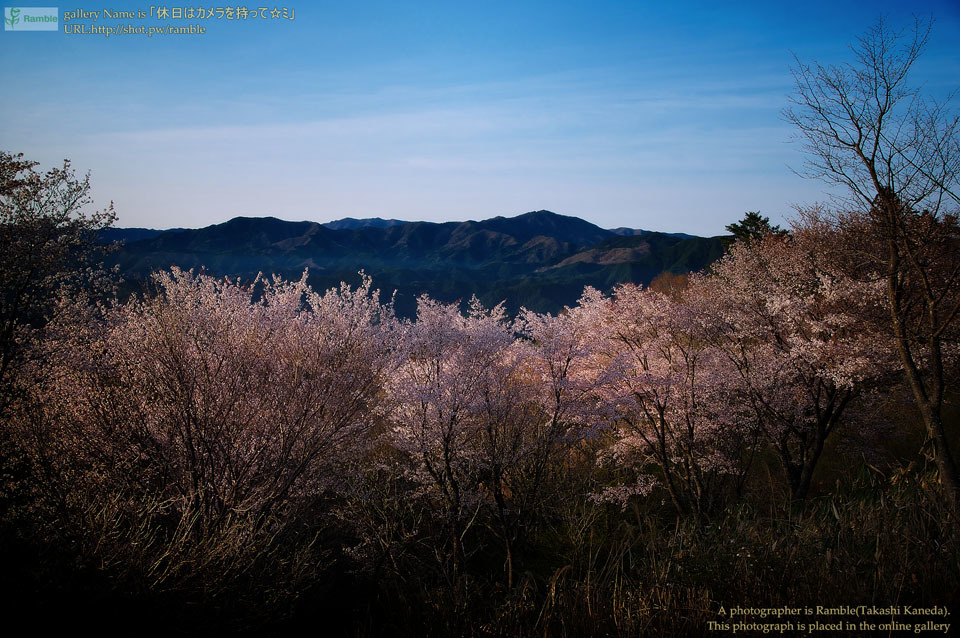 桜フォト（屏風岩編）_c0193694_16192078.jpg