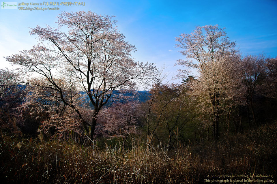 桜フォト（屏風岩編） - 休日はカメラを持って☆ﾐ