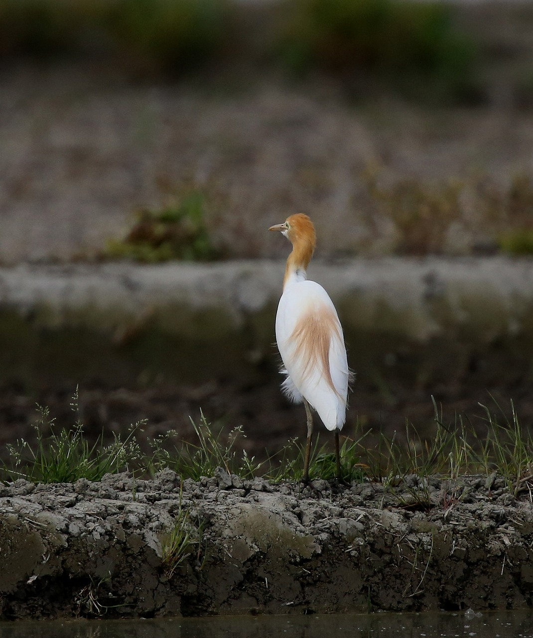 M田圃のアマサギ_f0296999_17341397.jpg