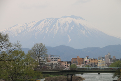 開運橋花壇に咲くチューリップ＆残雪の岩手山・１０_c0075701_11575376.jpg