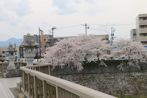 開運橋花壇に咲くチューリップ＆残雪の岩手山・１０_c0075701_11583692.jpg