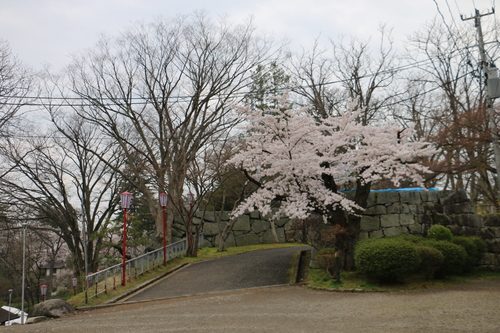 若き日の石川啄木、宮沢賢治が愛した盛岡城址公園のサクラ・５_c0075701_17433735.jpg