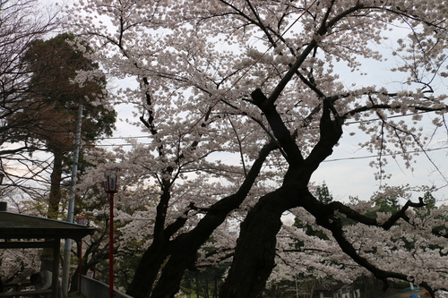 若き日の石川啄木、宮沢賢治が愛した盛岡城址公園のサクラ　４月２２日朝　（穀雨　初候）・６_c0075701_17484473.jpg