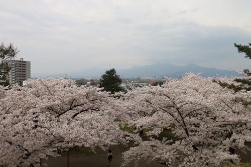 若き日の石川啄木、宮沢賢治が愛した盛岡城址公園のサクラ・１０_c0075701_19334345.jpg