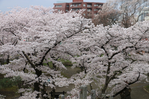 若き日の石川啄木、宮沢賢治が愛した盛岡城址公園のサクラ・１０_c0075701_19334872.jpg