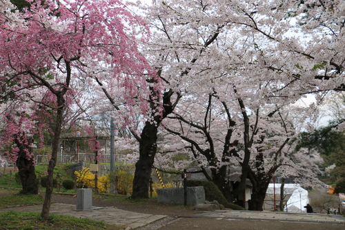 若き日の石川啄木、宮沢賢治が愛した盛岡城址公園のサクラ　４月２２日朝　（穀雨　初候）・１３_c0075701_19511579.jpg