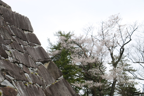 若き日の石川啄木、宮沢賢治が愛した盛岡城址公園のサクラ・１７_c0075701_2028327.jpg