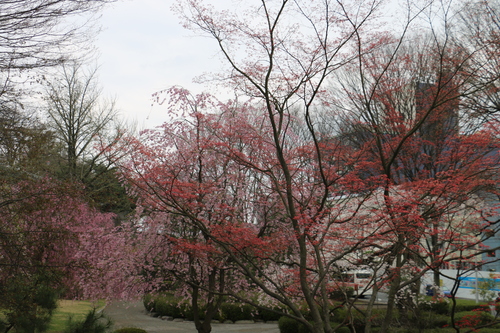 若き日の石川啄木、宮沢賢治が愛した盛岡城址公園のサクラ・１８_c0075701_20332428.jpg