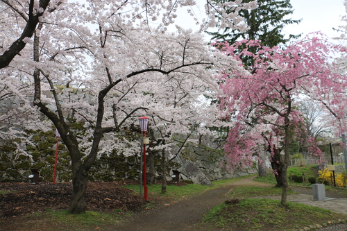 若き日の石川啄木、宮沢賢治が愛した盛岡城址公園のサクラ　４月２２日朝　（穀雨　初候）・１５_c0075701_2072247.jpg