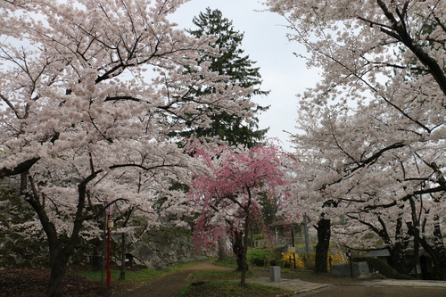 若き日の石川啄木、宮沢賢治が愛した盛岡城址公園のサクラ　４月２２日朝　（穀雨　初候）・１５_c0075701_207267.jpg