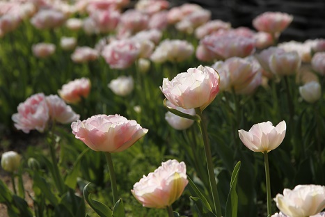 八重咲きチューリップ アンジェリケが見頃です 神戸布引ハーブ園 ハーブガイド ハーブ花ごよみ 八重咲きチューリップ アンジェリケが見頃です 神戸布引ハーブ園 ハーブガイド ハーブ花ごよみ