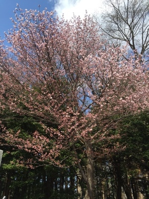 b0358212_17323576.jpeg