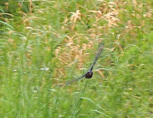d0048812_15161263.jpg