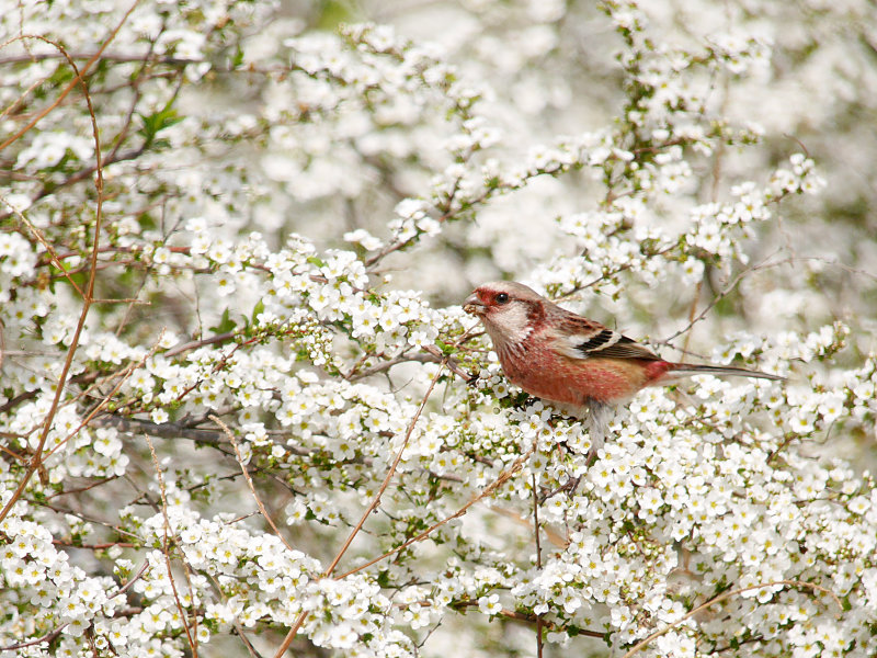 3/21 S公園にて_f0051915_11514330.jpg