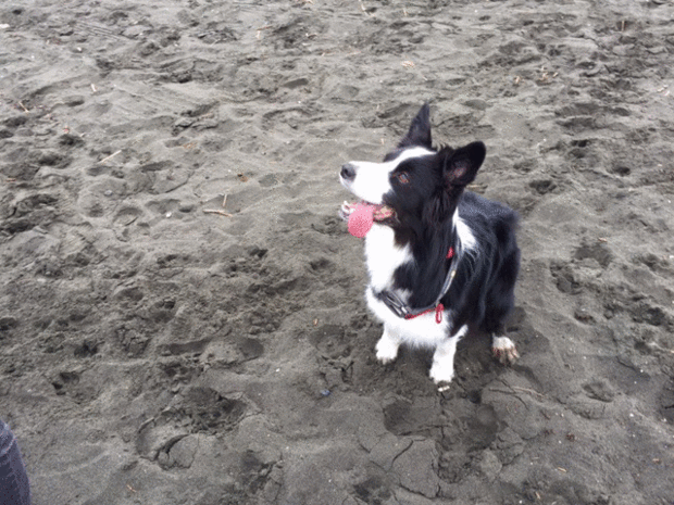 a0232619_14115787.gif